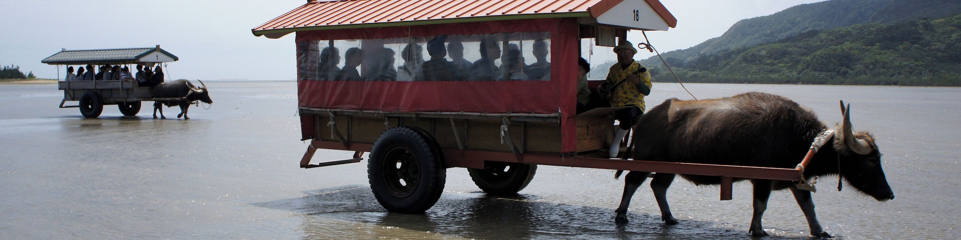 at Yubu Island in Taketomi Town, Okinawa Prefecture, Japan.