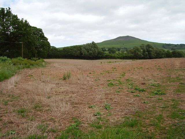 Henleyhill. Land taken out of production and zapped with roundup. Clee Hill (Titterstone) in the background.