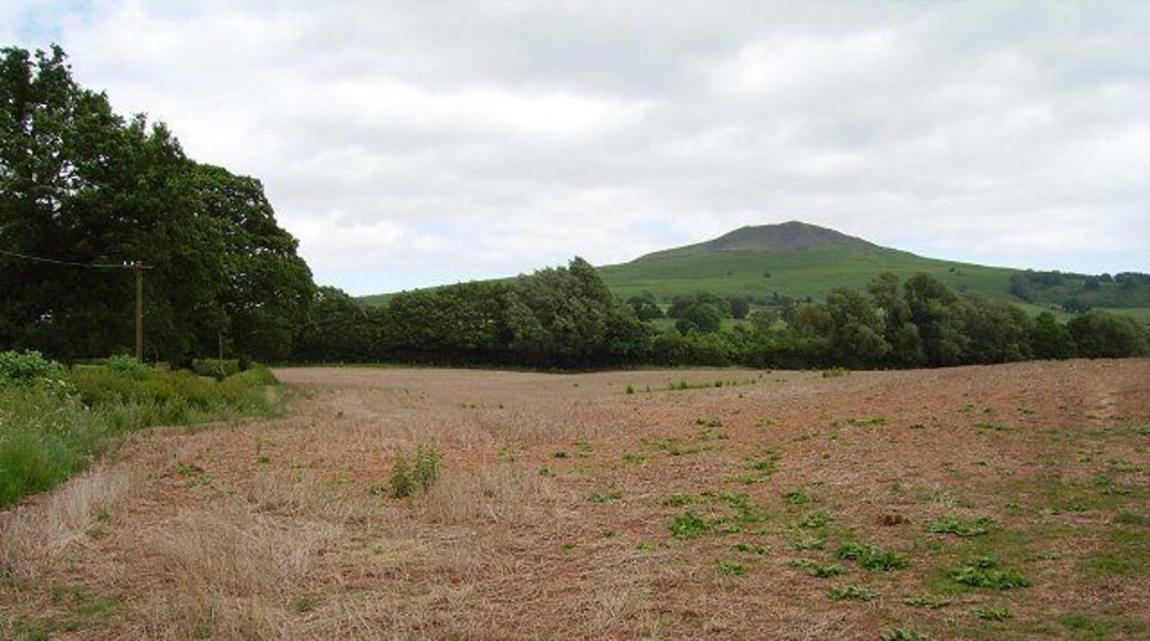 Henleyhill. Land taken out of production and zapped with roundup. Clee Hill (Titterstone) in the background.