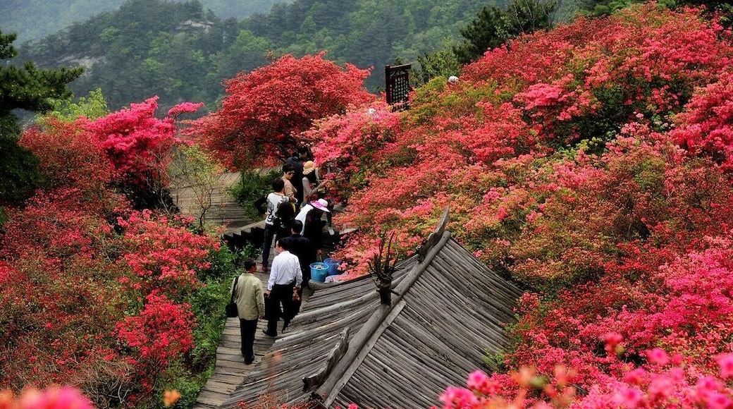Macheng #GuiMountain ——The First #Azaleas Mountain of China.
https://twitter.com/Beautifulgx
