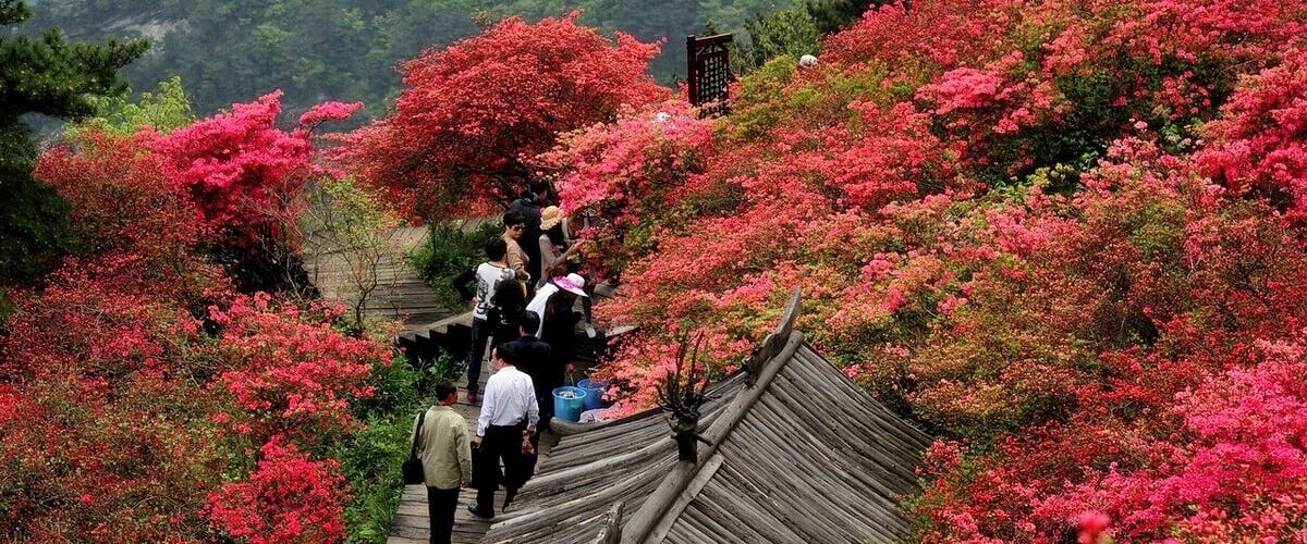 Macheng #GuiMountain ——The First #Azaleas Mountain of China.
https://twitter.com/Beautifulgx