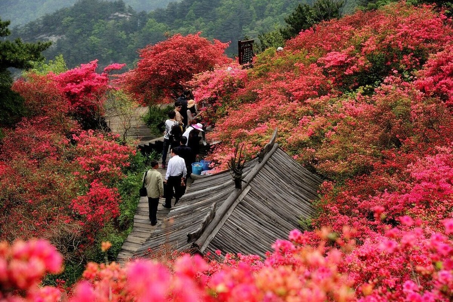 Macheng #GuiMountain ——The First #Azaleas Mountain of China.
https://twitter.com/Beautifulgx