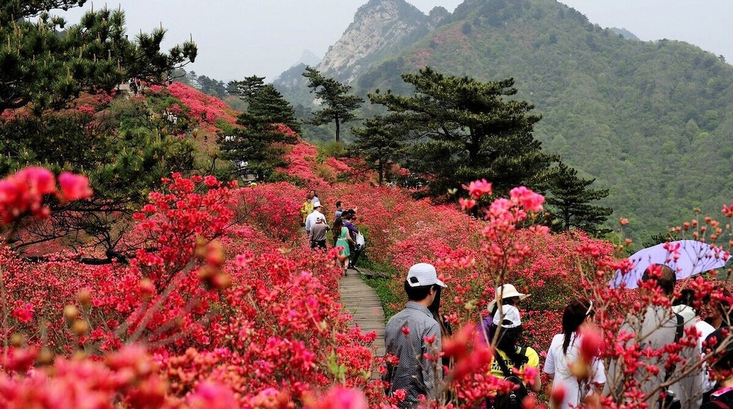 Macheng #GuiMountain ——The First #Azaleas Mountain of China.
https://twitter.com/Beautifulgx
