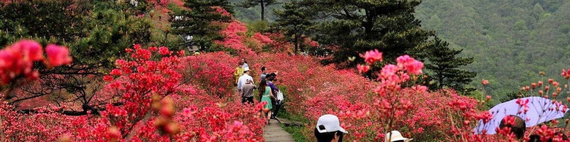Macheng #GuiMountain ——The First #Azaleas Mountain of China.
https://twitter.com/Beautifulgx