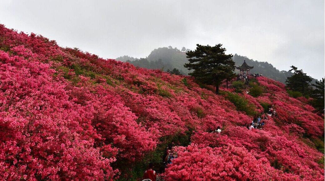 Macheng #GuiMountain ——The First #Azaleas Mountain of China.
https://twitter.com/Beautifulgx