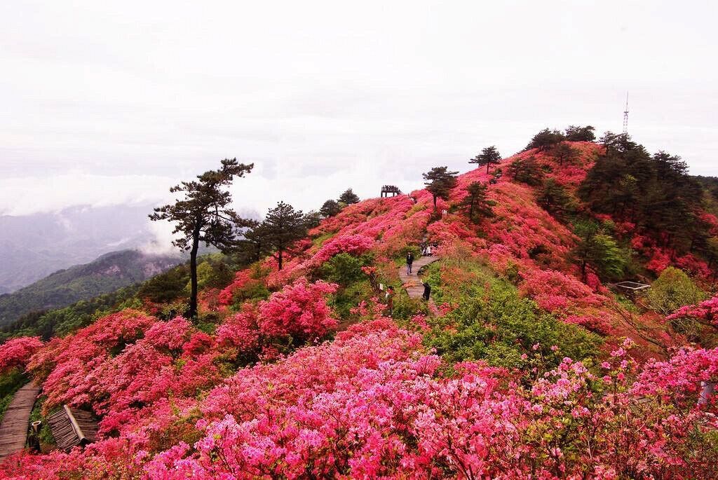 Macheng #GuiMountain ——The First #Azaleas Mountain of China.

https://twitter.com/Beautifulgx
