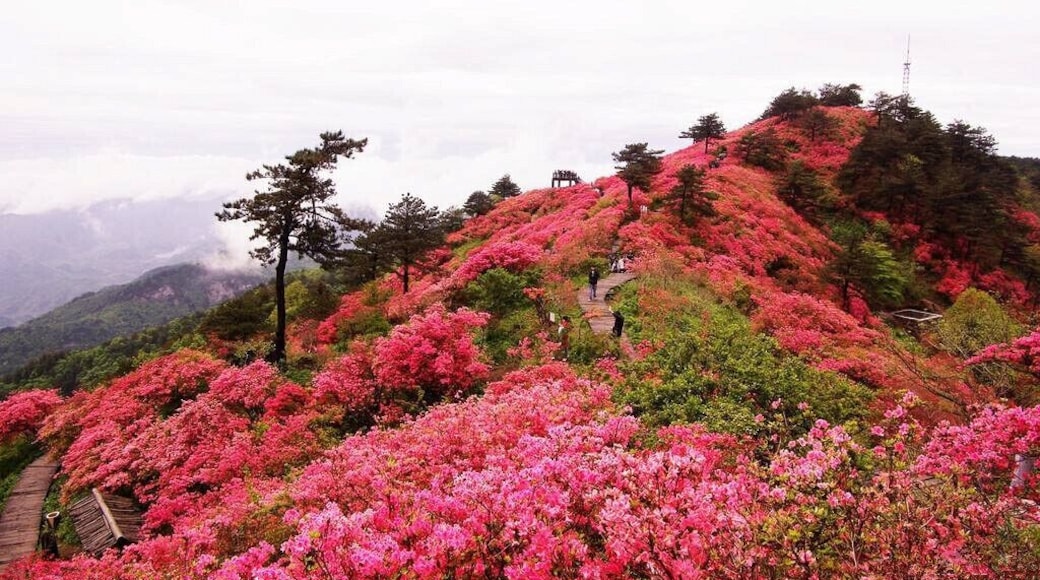 Macheng #GuiMountain ——The First #Azaleas Mountain of China.
https://twitter.com/Beautifulgx