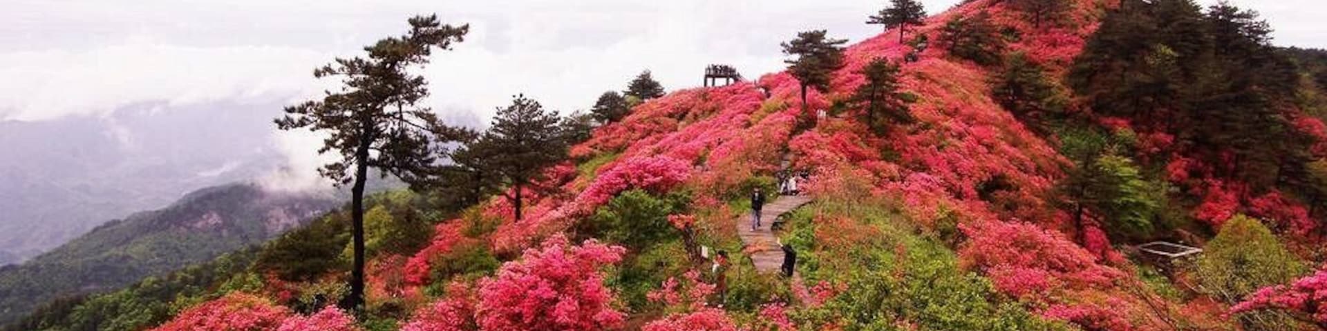 A hillside covered with pink azaleas and a wooden walkway.