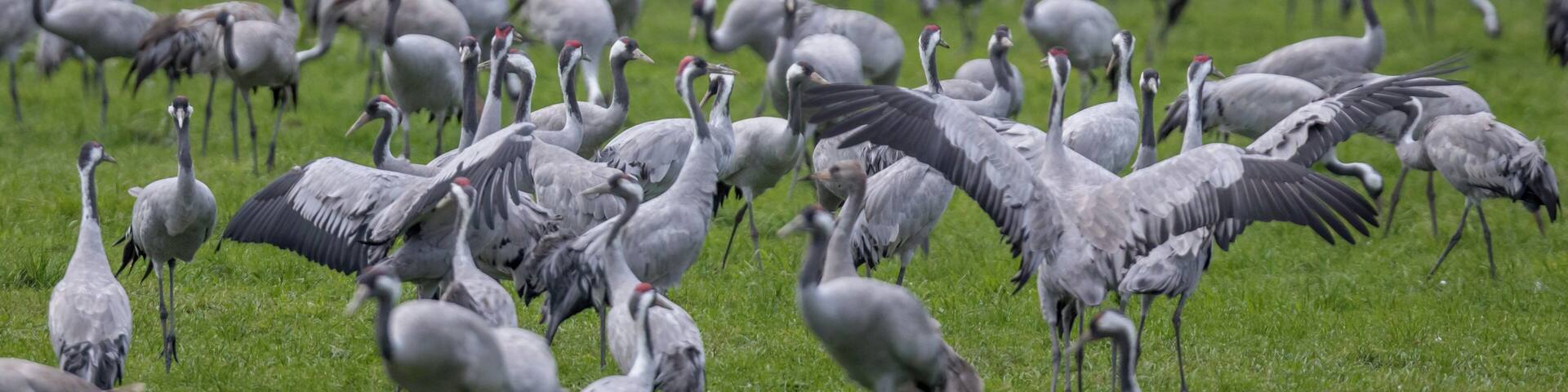 In autumn, gigantic numbers of cranes (Grus grus) gather in the northern federal states of Germany to rest and prepare for the long journey to the south. In some places such as the Günzer lake in Mecklenburg-Vorpommern the birds are fed by wheat that has been scattered the night before.