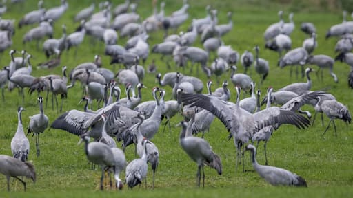 In autumn, gigantic numbers of cranes (Grus grus) gather in the northern federal states of Germany to rest and prepare for the long journey to the south. In some places such as the Günzer lake in Mecklenburg-Vorpommern the birds are fed by wheat that has been scattered the night before.