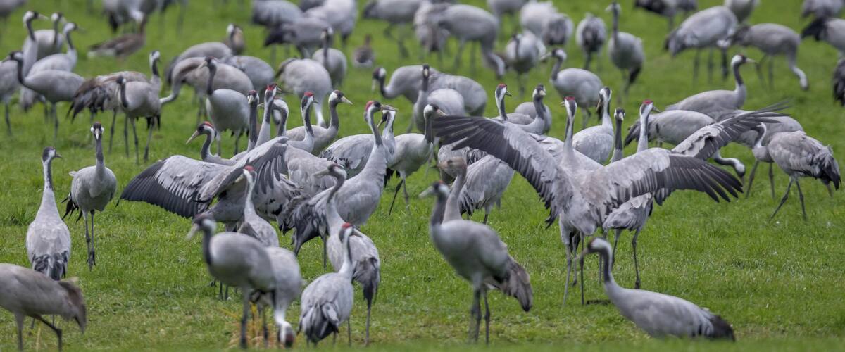 A flock of grey crowned cranes in a grassy field.