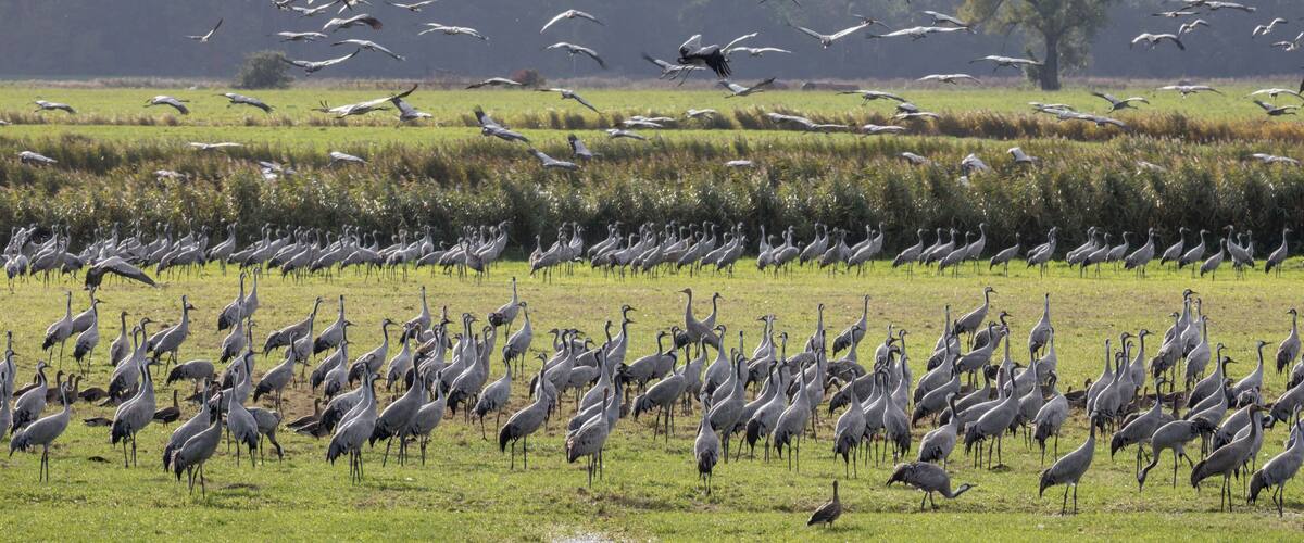 In autumn, gigantic numbers of cranes (Grus grus) gather in the northern federal states of Germany to rest and prepare for the long journey to the south. In some places such as the Gรผnzer lake in Mecklenburg-Vorpommern the birds are fed by wheat that has been scattered the night before. This is gladly accepted as a food source also by large flocks of starlings.