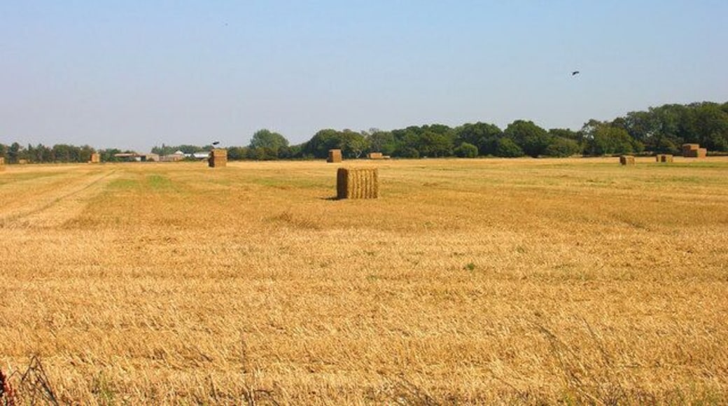 Cornfield near Itchenor Park Taken from the footpath that follows the shore from West Wittering to West Itchenor, looking inland.