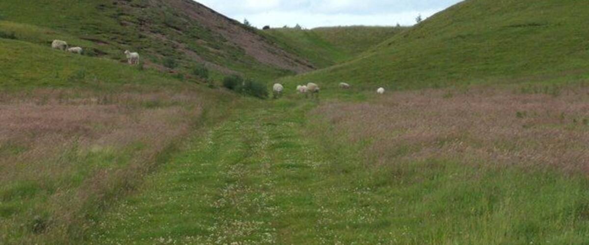 A grassy hillside with sheep grazing, a dirt path, and a cloudy sky.