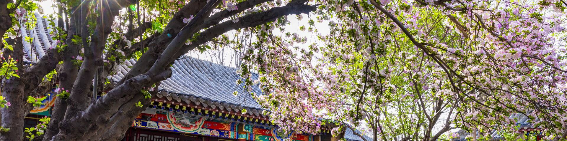 A traditional building with ornate decorations and a tree with pink blossoms in front.
