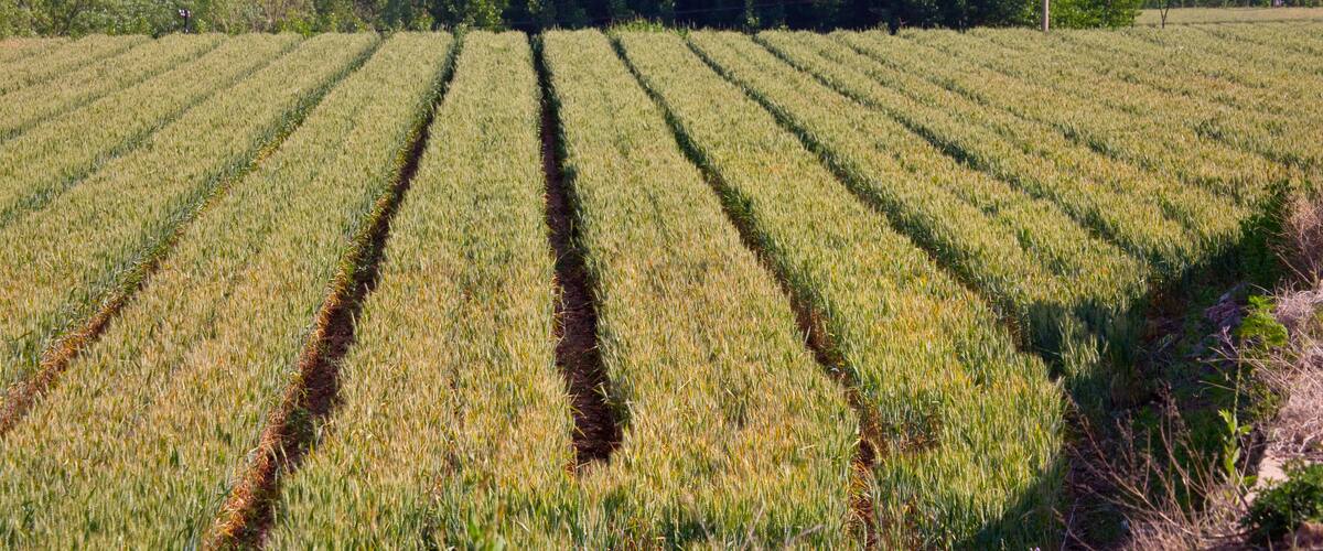 A field of crops with rows of plants.