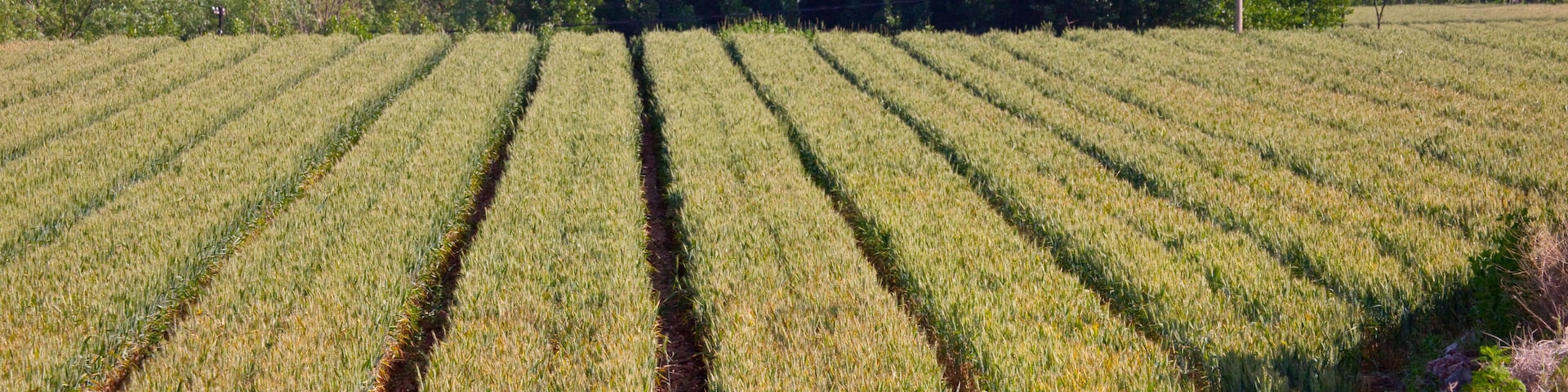 A field of crops with rows of plants.