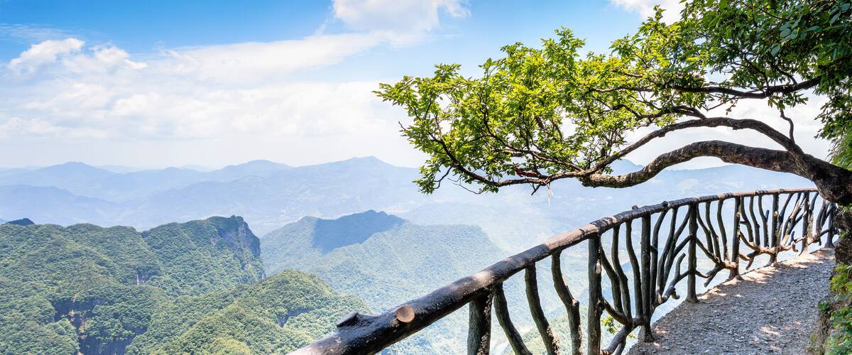 A tree with a curved branch and a metal railing overlooking a mountainous landscape.