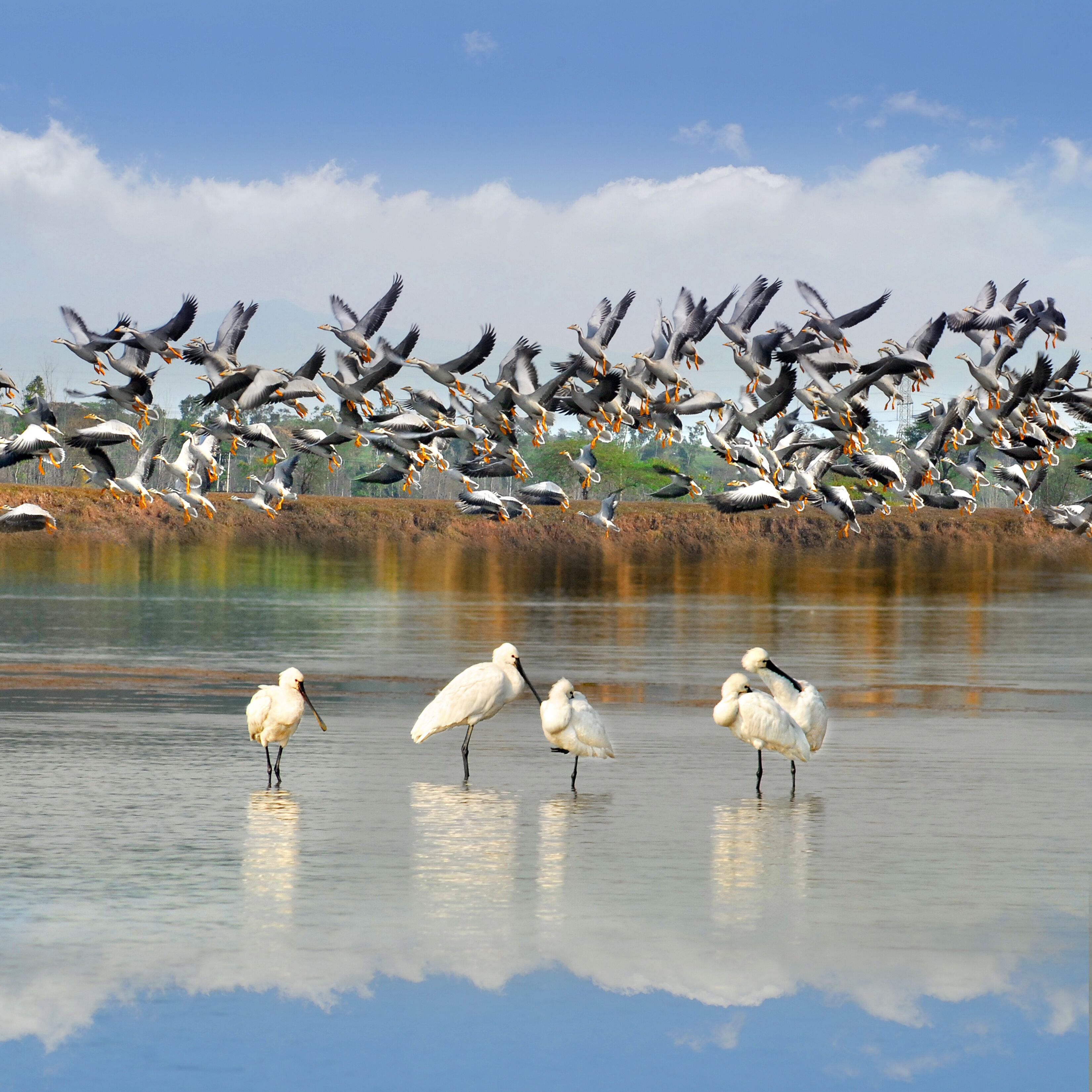 Spoon Bill Duck and Bar headed Geese at Ropar wetland, Punjab, India