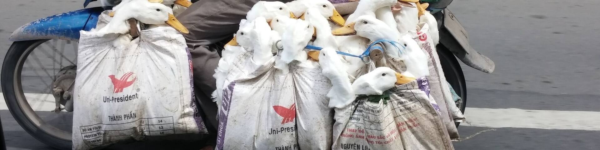 Ducks going to the floating market along the Mekong River.