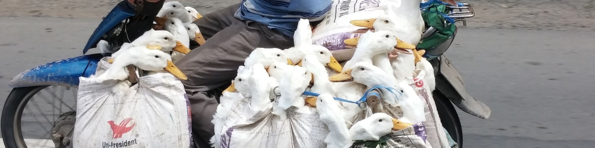 Ducks going to the floating market along the Mekong River.