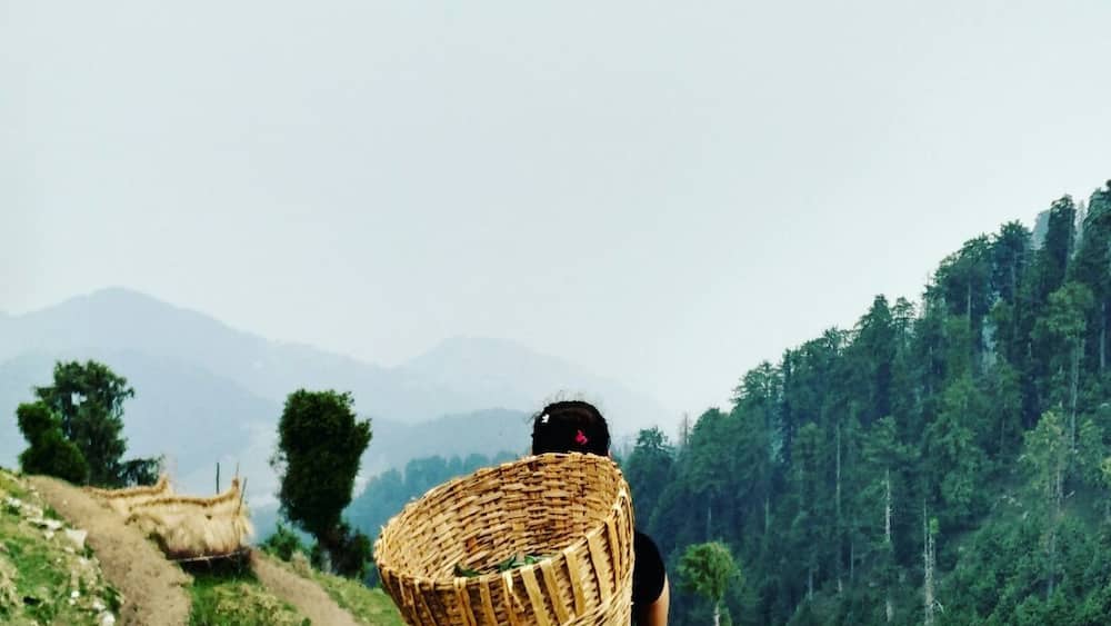 A person carrying a woven basket on a dirt path through a forested area with mountains in the background.