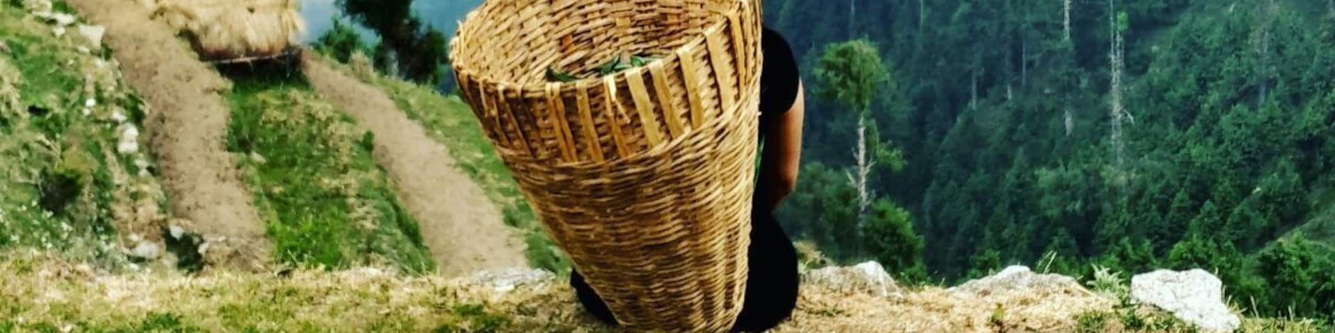 A person carrying a woven basket on a dirt path through a forested area with mountains in the background.