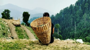 Una persona lleva una cesta tejida por un sendero de tierra que atraviesa un bosque con montañas al fondo.