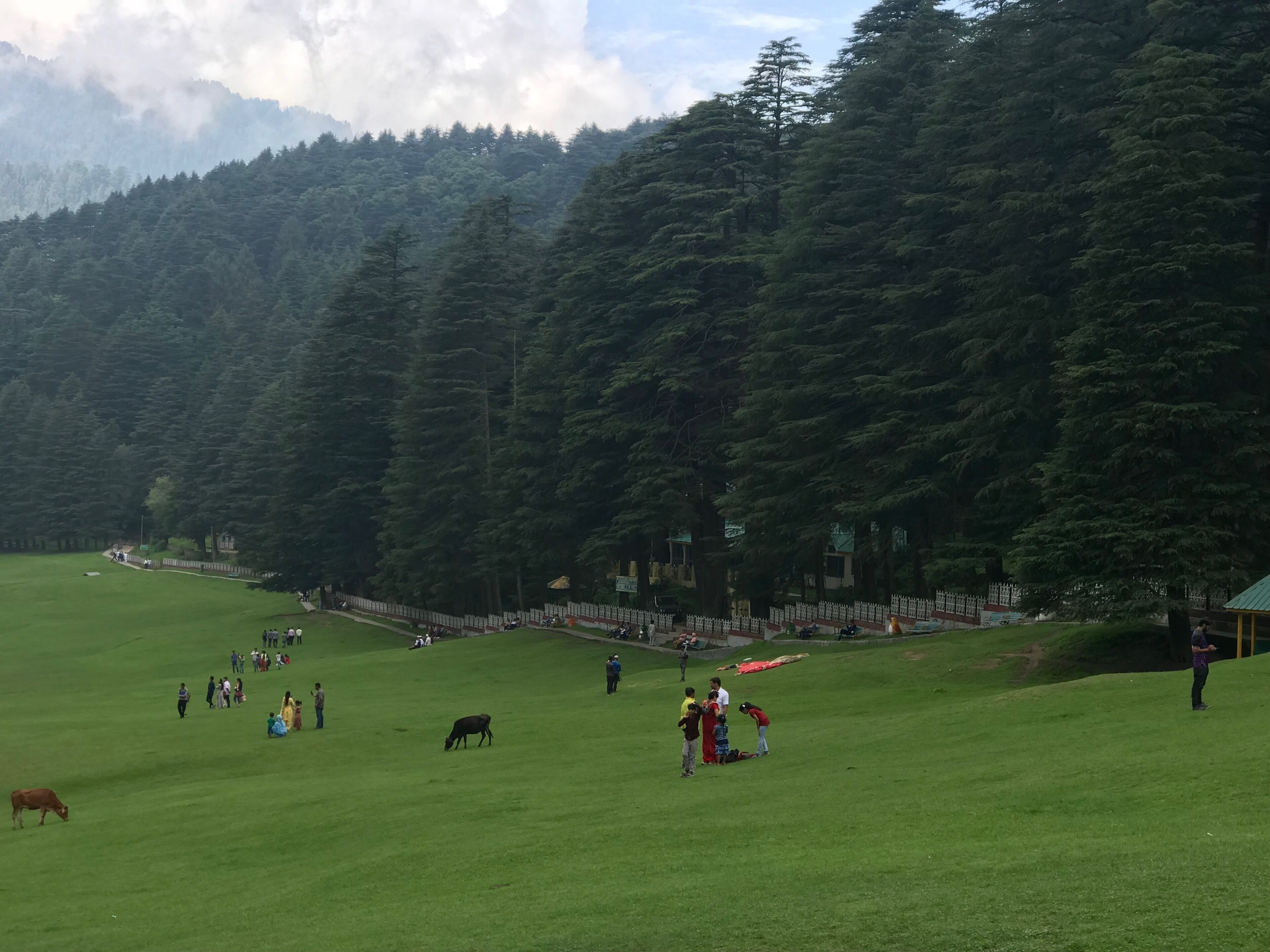 A green field with people, a cow, and a forested mountain in the background.