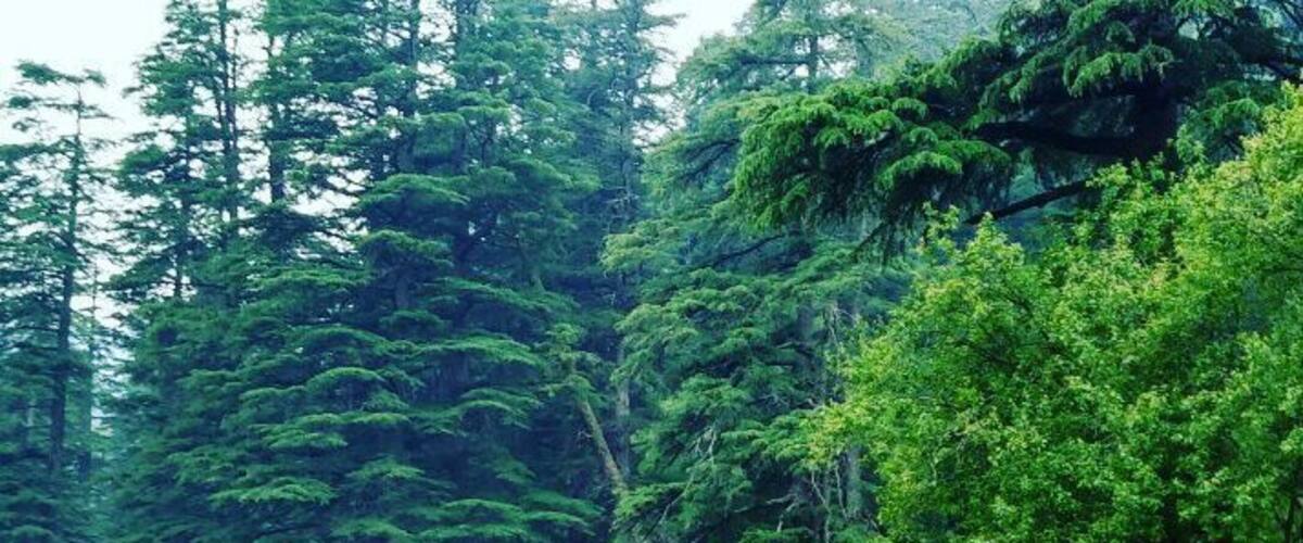 Khajjiar... aptly called Switzerland of India!
#gypsyingaround #mountains #vacations #india #himachalpradesh #khajjicottage #green #valley