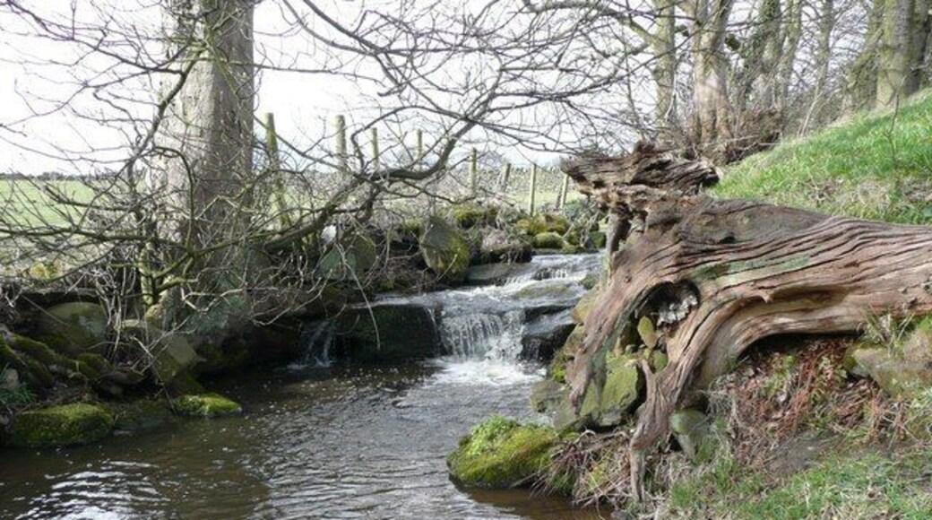 Glovershaw Beck, Bingley Above the main fall there some miniature ones, and a weird dead tree stump.