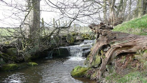 Glovershaw Beck, Bingley Above the main fall there some miniature ones, and a weird dead tree stump.