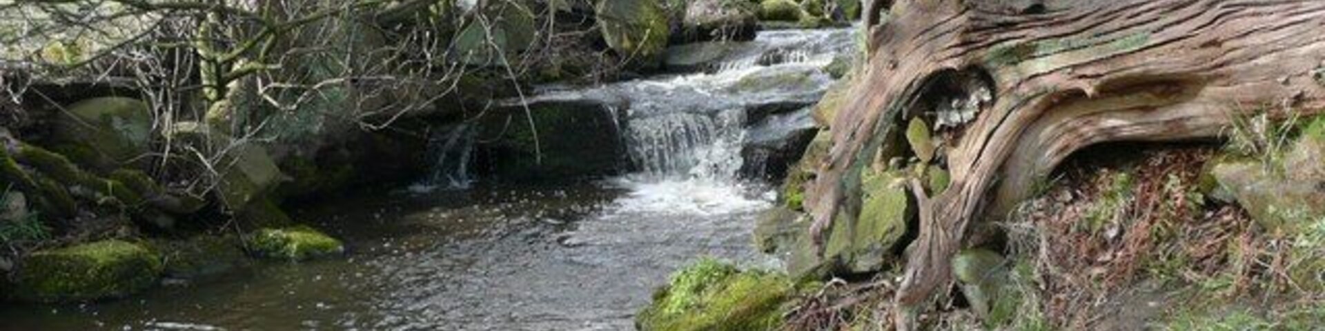 Glovershaw Beck, Bingley Above the main fall there some miniature ones, and a weird dead tree stump.