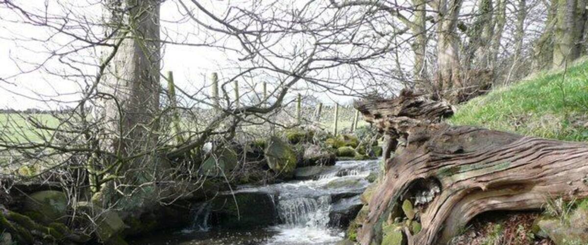 A small waterfall in a forested area with a fallen tree trunk nearby.