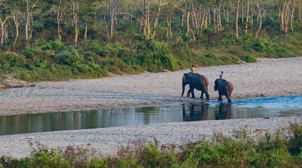 Two Indian elephants , Elephas maximus indicus, at Gorumara National Park. Trained captive elephants are crossing Jaldhaka river on forest safari carrying tourists on backs, Dooars,West Bengal, India.