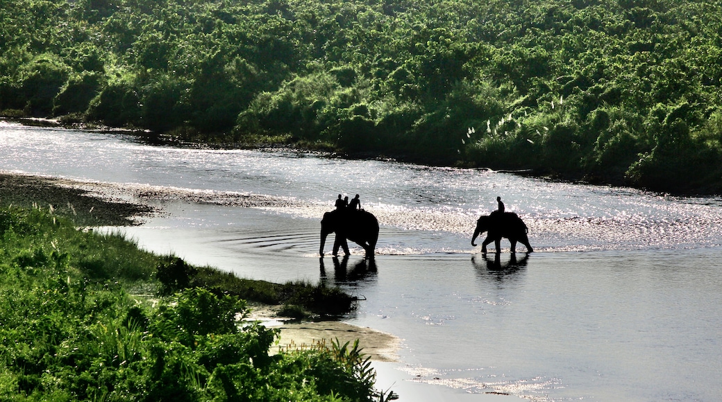 Two domestic elephant in jungle safari at Gorumara National Park, Dooars, West Bengal, India. Two elephants are crossing the Murti river at Gorumara jungle safari. Morning landscape in Dooars, India.