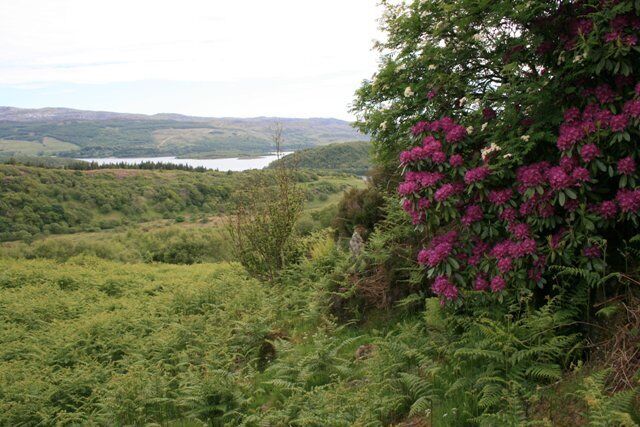 Rhododendrons, Tòrr Mòr The rhododendrons are in full bloom on the bracken covered hillside of Tòrr Mòr. With Loch Sween in the distance.