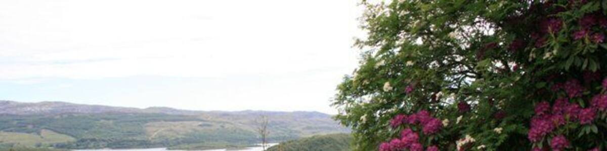 Rhododendrons, Tòrr Mòr The rhododendrons are in full bloom on the bracken covered hillside of Tòrr Mòr. With Loch Sween in the distance.