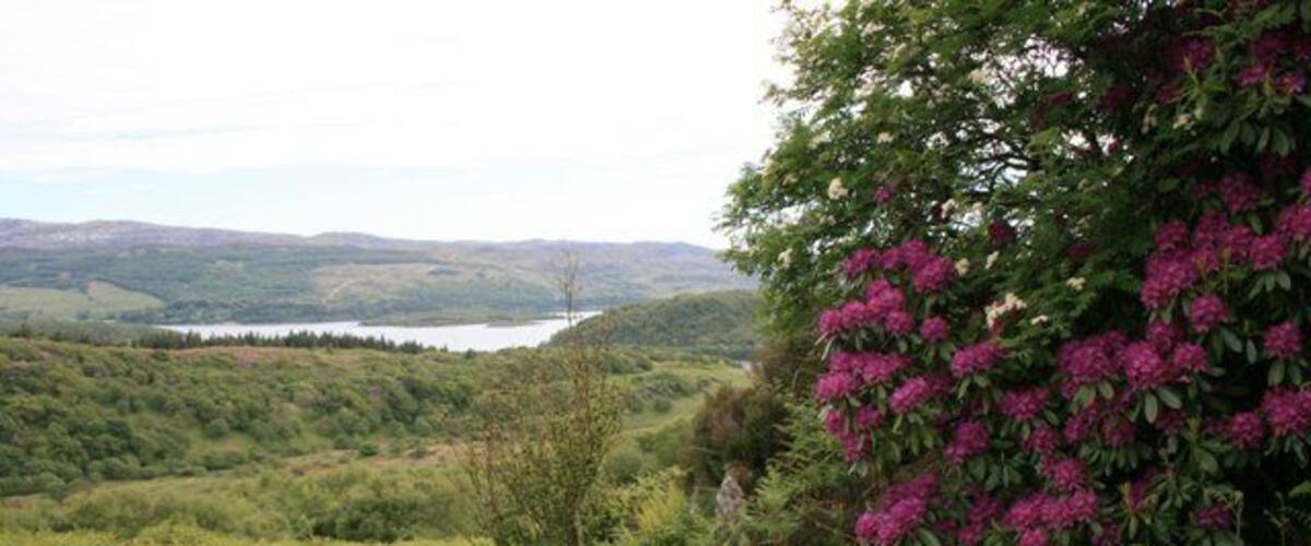 Rhododendrons, Tòrr Mòr The rhododendrons are in full bloom on the bracken covered hillside of Tòrr Mòr. With Loch Sween in the distance.