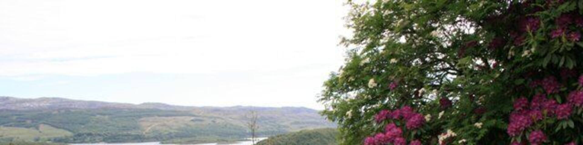 Rhododendrons, Tòrr Mòr The rhododendrons are in full bloom on the bracken covered hillside of Tòrr Mòr. With Loch Sween in the distance.