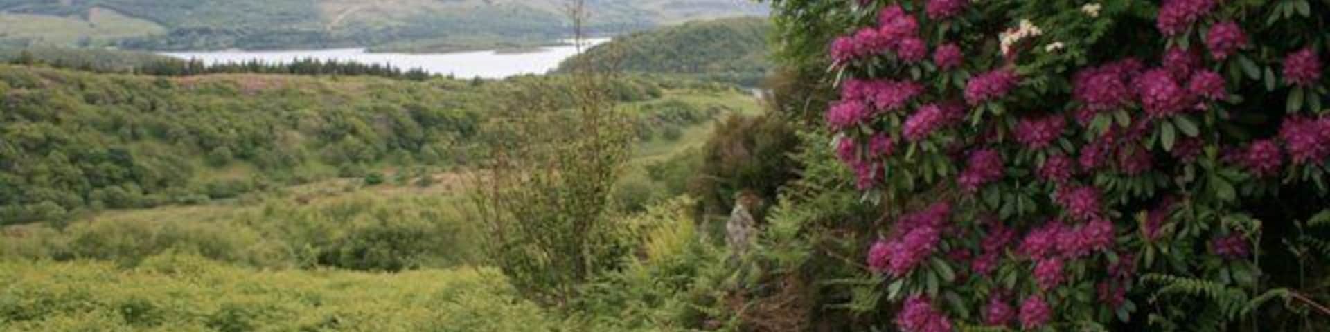 Rhododendrons, Tòrr Mòr The rhododendrons are in full bloom on the bracken covered hillside of Tòrr Mòr. With Loch Sween in the distance.