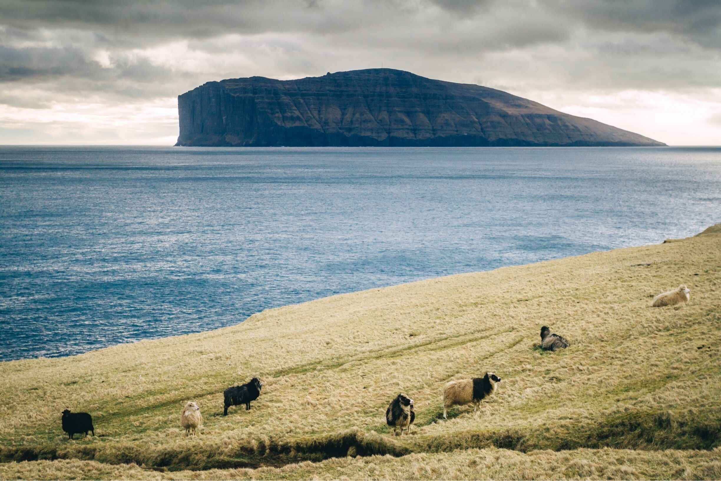 Peaceful seaside with a whale-like island in the backdrop. A pack of sheep enjoying the scenery... No better way to start the day! #springfun #faroeislands #landscapes #nature #earth #hiking #travel