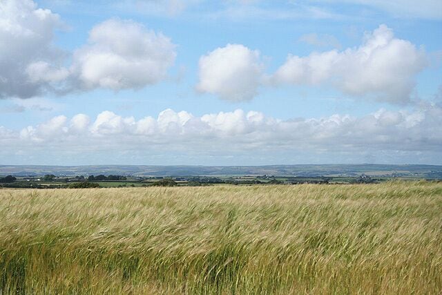 Huntshaw: field of barley On Huntshaw Moor, looking north-north-east