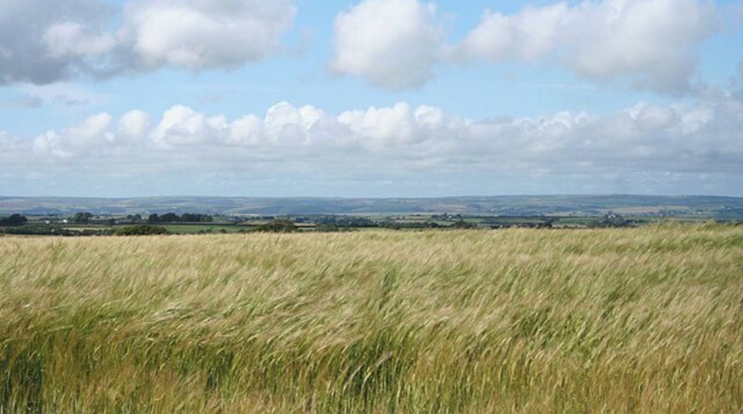 Huntshaw: field of barley On Huntshaw Moor, looking north-north-east