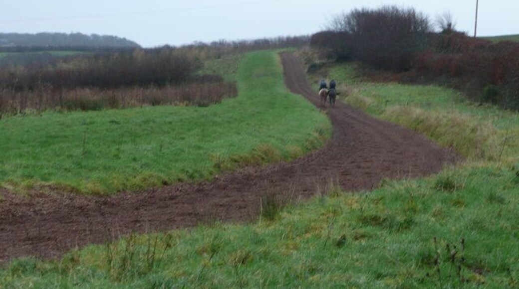 Gallops at Carrier's Lane End A morning gallop in the rain in the west Devon countryside.