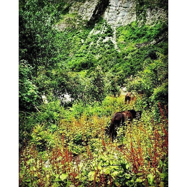 Day 4
As per the plan, we had to go to Hemkunth Sahib, but half of the group decided to stay back. Everyone had their own reasons - mine included fatigue, unwillingness to climb straight for 3 kilometers, and even more reluctance to cover the distance on a horse. 
Strangely, the tour operators were as disinterested as they could be. They didn't bother about why or when people are going or staying back. 
Feeling a bit disappointed with myself, even though I knew I made the right decision, I went for a small walk in search of solitude.

I was at Valley of flowers, Uttarakhand in the last week of July, a 6 day trip - my first after leaving the cubicle, also my first without anyone I knew.
I will be sharing one picture each day taking you through the journey and stories about how I managed to survive the first trek of my life.

#valleyofflowers #uttarakhand #uttarakhandtourism #indiatravel #travelgram #travelpics #trekking #hiking #adventuretime #mountains #hills #instagood #instadaily #incredibleindia #archives  #desi_diaries #himgeo #himalayas #uotraveller #uoaroundyou #xiaomi #needtogetout #lovemountains #green #greenery_scenery #horse #flowers #amazingindia #indiaclicks #indiapictures