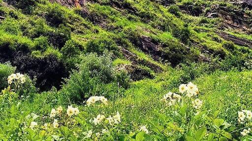 Day 5 - Ghangaria to Joshimath
15 kilometers on foot again but much easier as it was all downward. The path was same as Day 2 but surprisingly, I found this smaller version of Valley on the way.
I was at Valley of flowers, Uttarakhand in the last week of July, a 6 day trip - my first after leaving the cubicle, also my first without anyone I knew.
I will be sharing one picture each day taking you through the journey and stories about how I managed to survive the first trek of my life.
#valleyofflowers #uttarakhand #uttarakhandtourism #haridwar #india #indiatravel #travelpics #travelgram #photooftheday #instagood #instadaily #archives #instaseries #incredibleindia #greenery_scenery #greenery #trekking #mountains #xiaomi #uotraveller #uoaroundyou #latergram #hills #adventuretime #sogreen #lostinmaps #indiapictures #indiaclicks #adventuretime