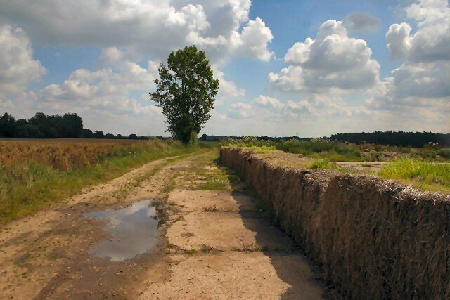 A rural dirt road with puddles, a stone wall, and a solitary tree in the distance.