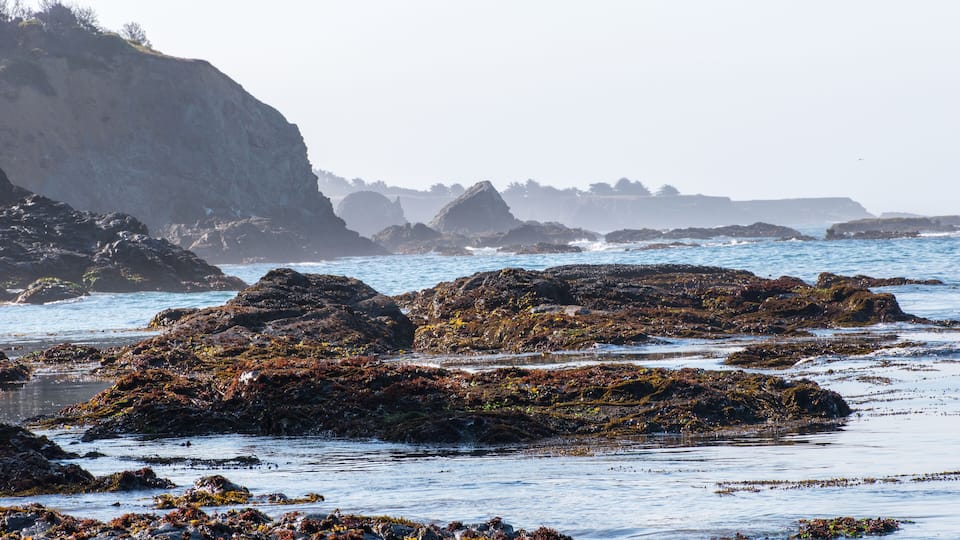 Rocky coastline with seaweed-covered rocks and distant cliffs.