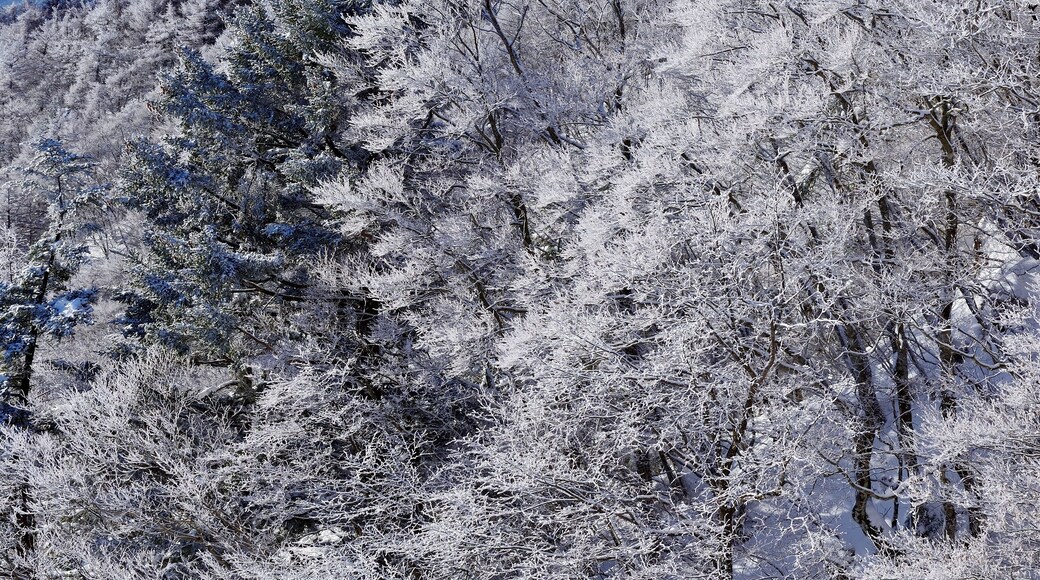 Fog and ice on Mt. Fuji seen from Mitsutoge , Japan,Yamanashi Prefecture,Minamitsuru District, Yamanashi,Fujikawaguchiko, Yamanashi,Nishikatsura, Yamanashi,Tsuru, Yamanashi January 2015